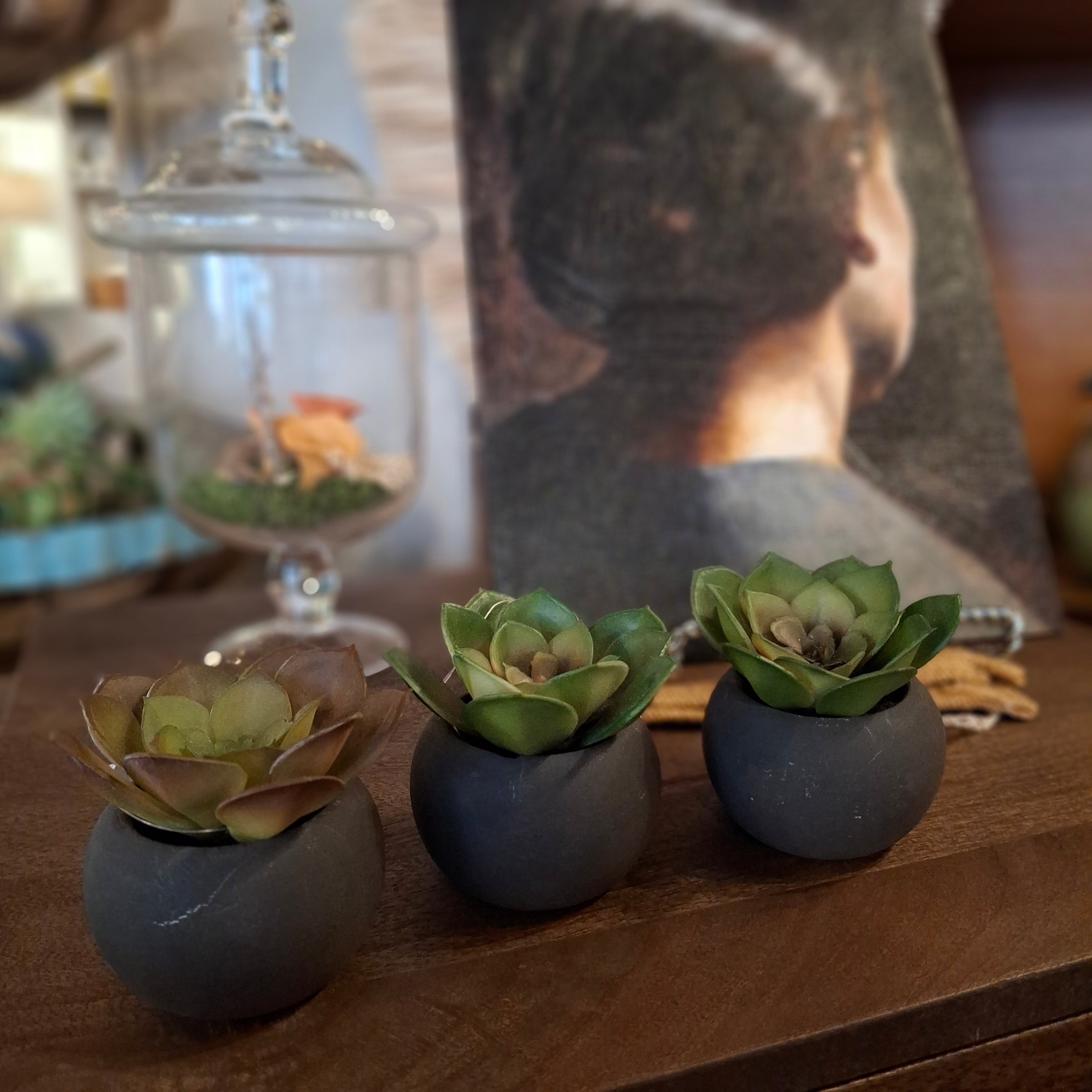 Succulents