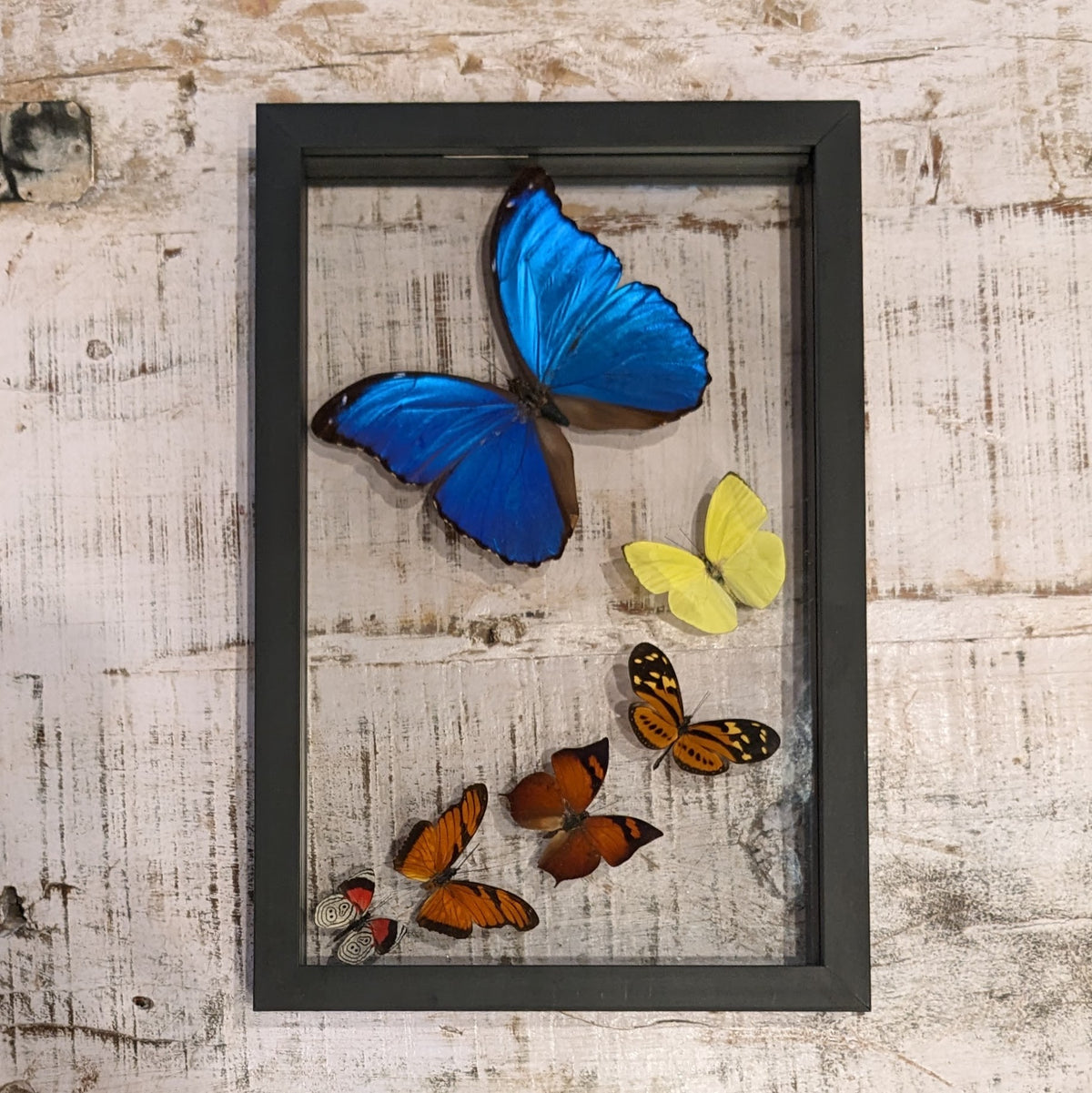 Butterfly Group Wall Art