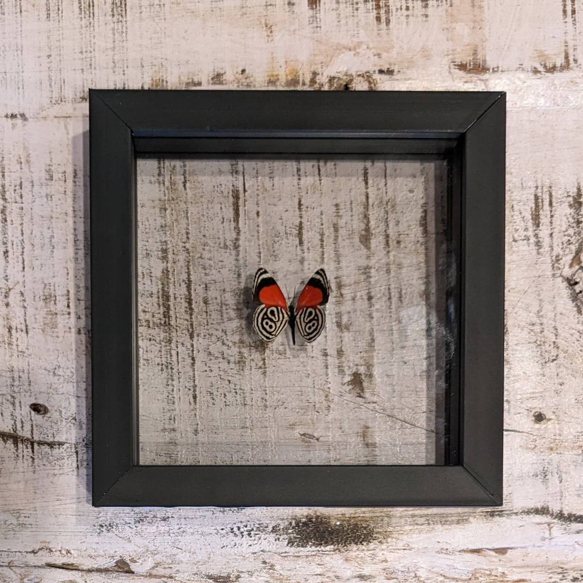 Single Butterfly Shadow Box Wall Art