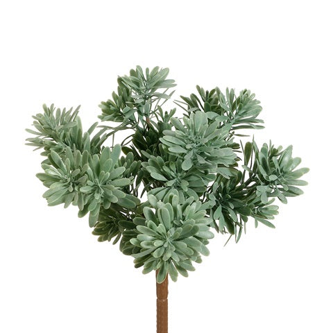 Succulent Grass