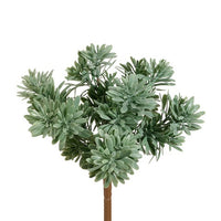 Succulent Grass