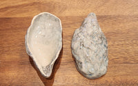 Oyster Shell Dish